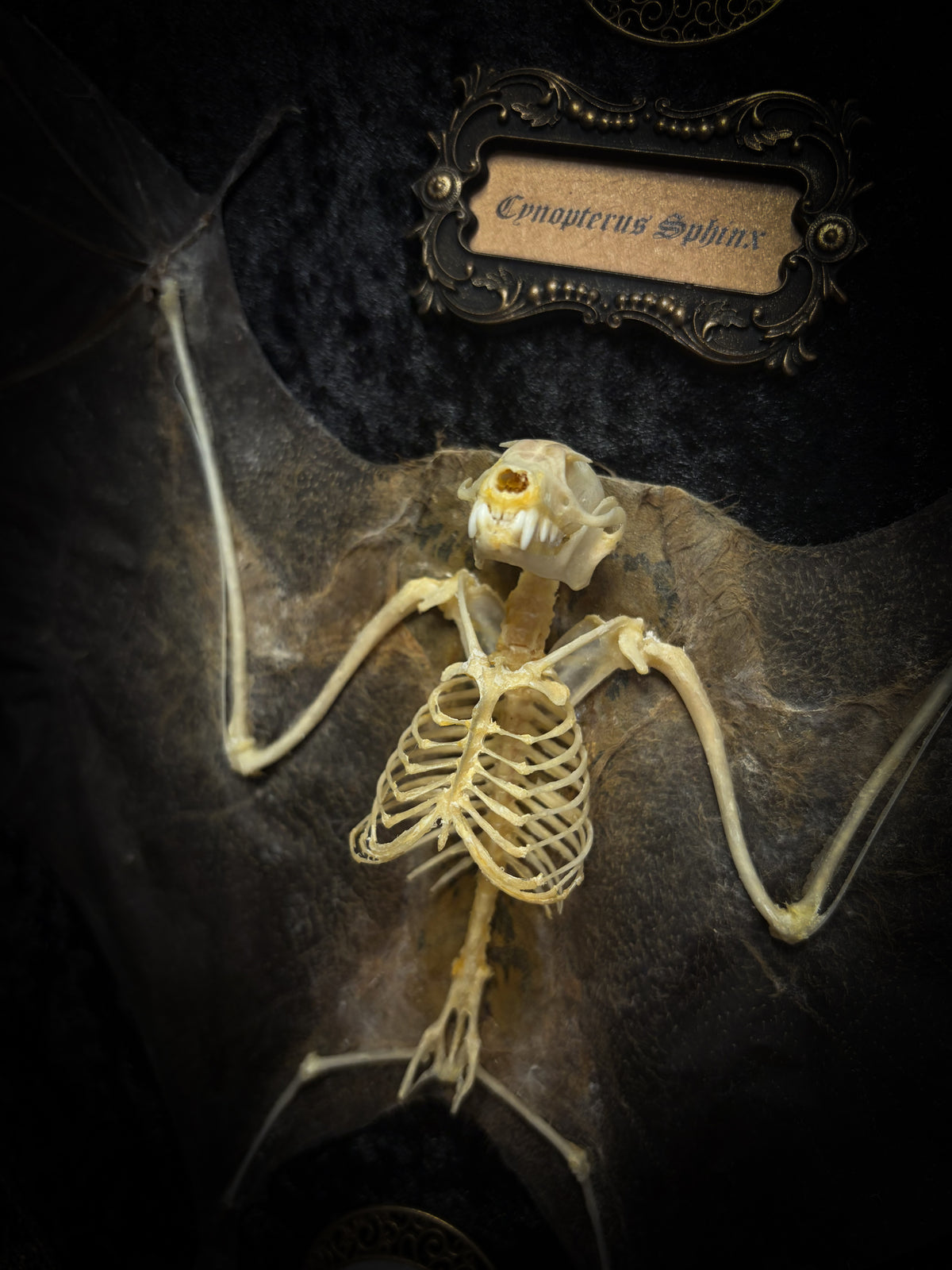 Moonlit Bat | Shadowbox — massive handmade black wooden shadowbox with a half-mummified, half-skeletal bat, three quartz moons, black velvet and gold lace.