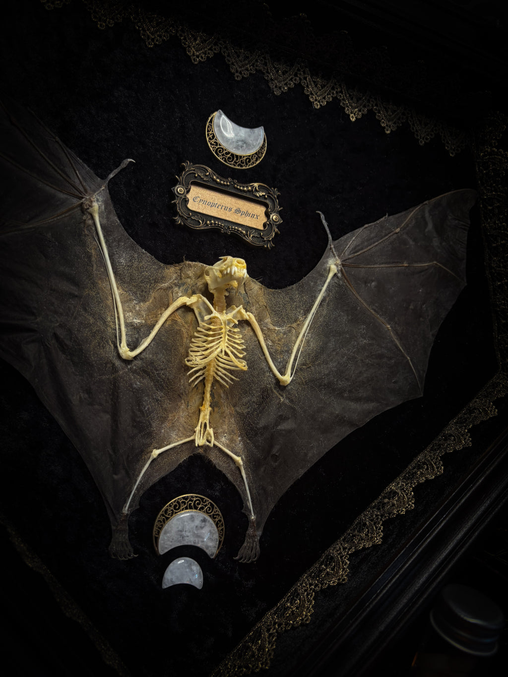 Moonlit Bat | Shadowbox — massive handmade black wooden shadowbox with a half-mummified, half-skeletal bat, three quartz moons, black velvet and gold lace.