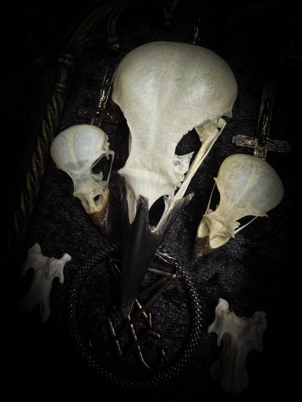 Morning Star — one-of-a-kind handmade gothic tracery frame in matte black and gold, with two bird skulls, a crow skull, the sigil of Lucifer and three inverted crosses on black velvet
