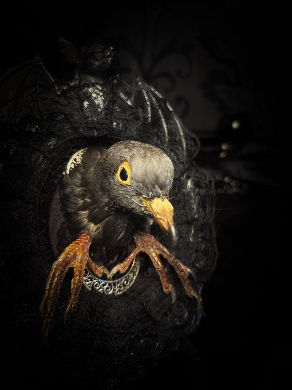 Nocturne — one-of-a-kind handmade gothic frame in black with silver bat ornament, with taxidermied dove head and feet on black lace over pink velvet, watched by two ornamental silver moons

