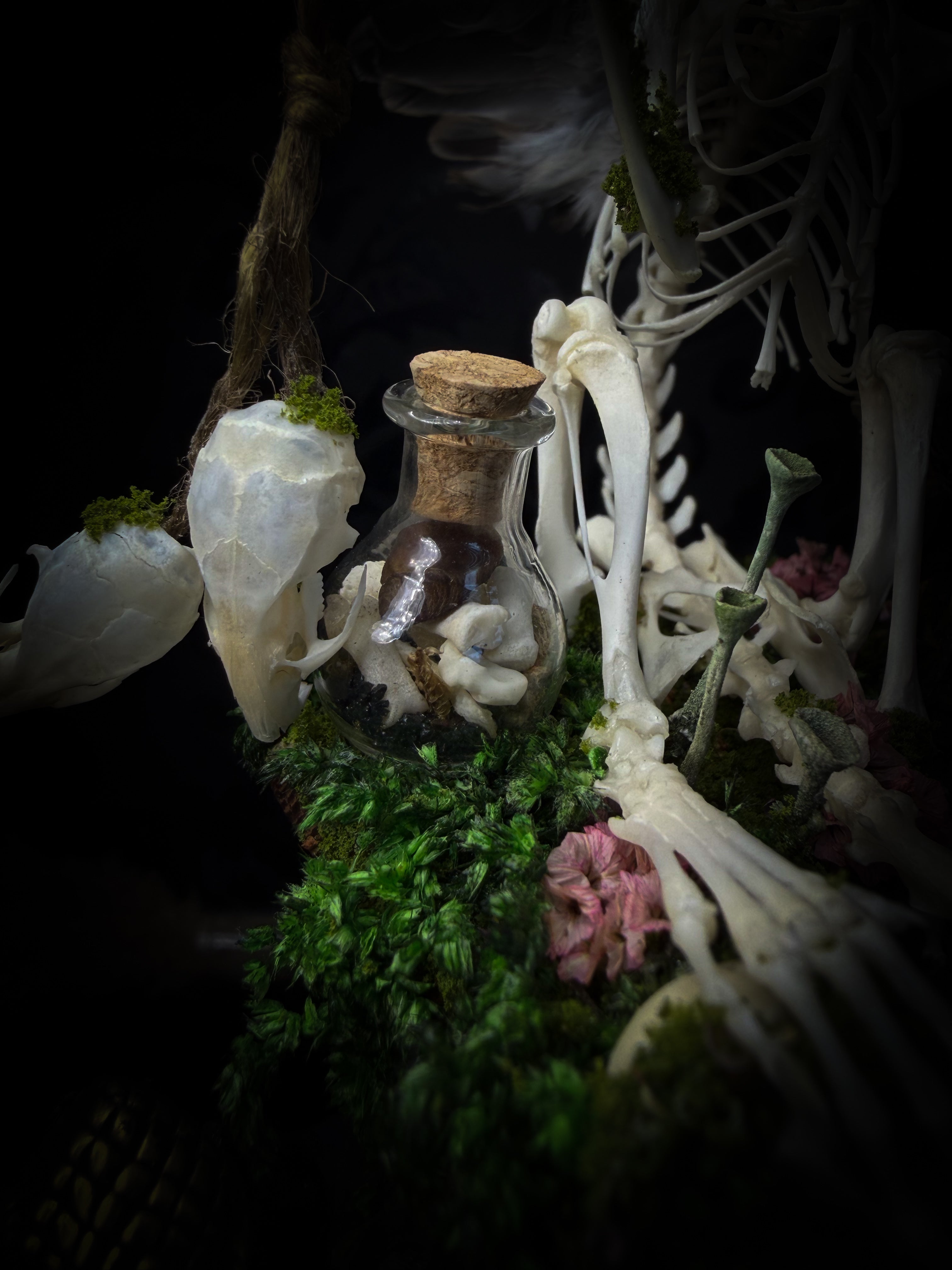 Faun of the Forest | Woodland — handmade gothic cabinet with skeletal rat, hand-carved horns, real wings, glass vials with snake skin, tarantula molt, preserved lizard, deer teeth and crystals, moss and mushrooms, 22x17cm