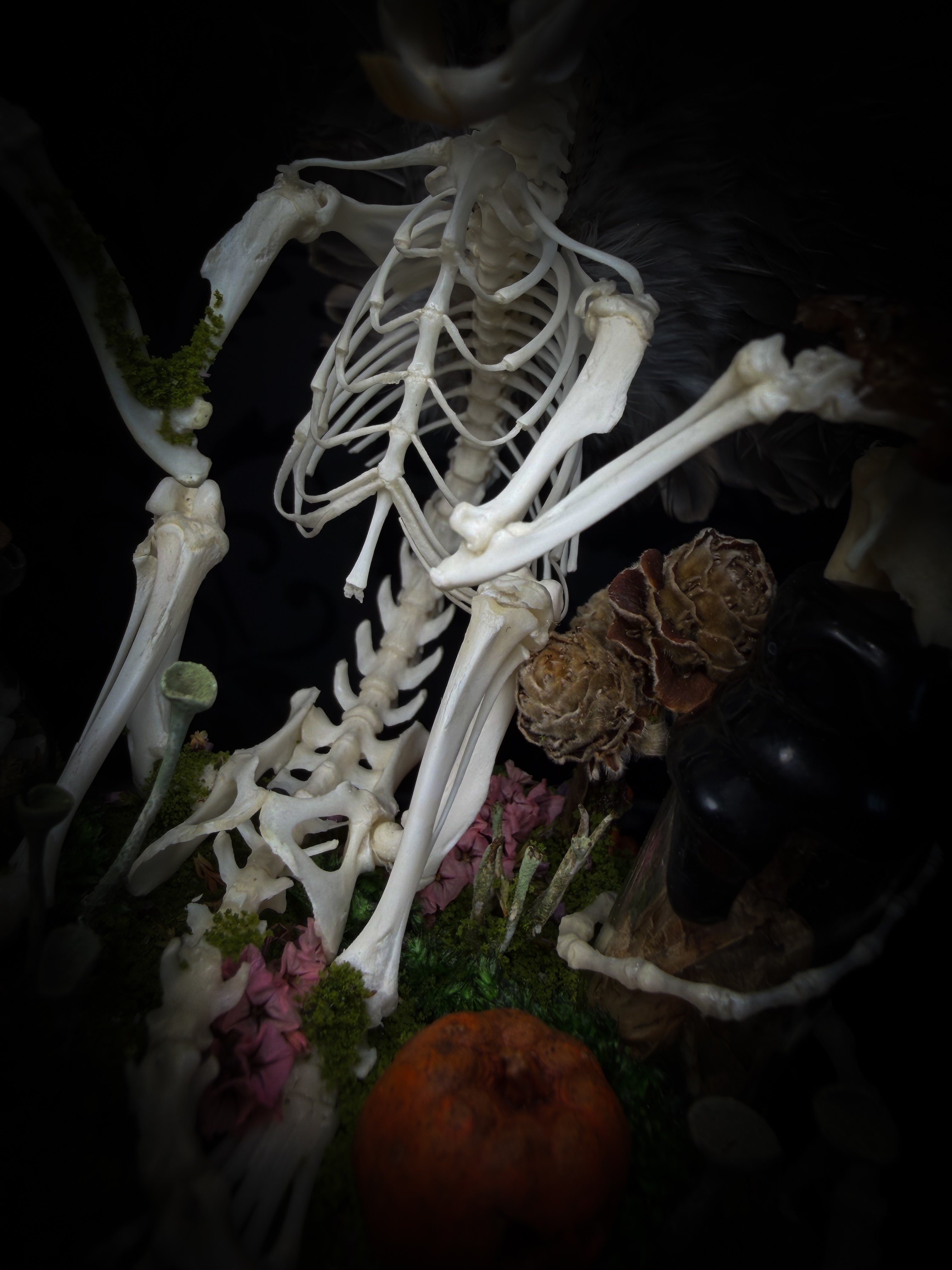 Faun of the Forest | Woodland — handmade gothic cabinet with skeletal rat, hand-carved horns, real wings, glass vials with snake skin, tarantula molt, preserved lizard, deer teeth and crystals, moss and mushrooms, 22x17cm