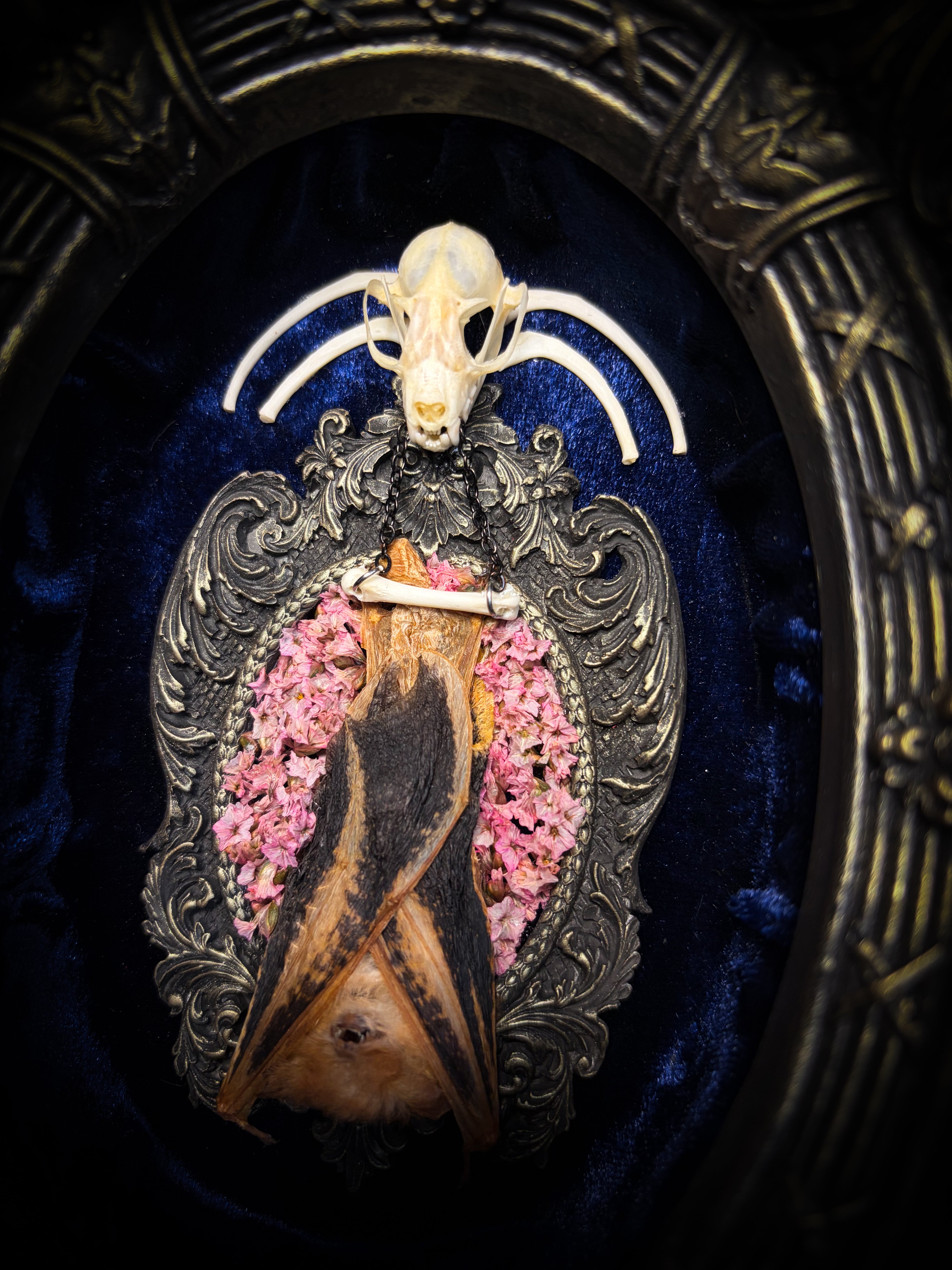 Floral Delight | Bats — handmade gothic wall decor with real preserved bat, bat skull, bone ribs, deep pink preserved flowers on navy velvet in aged hand-cast ornamental frame with glass, 25x19cm
