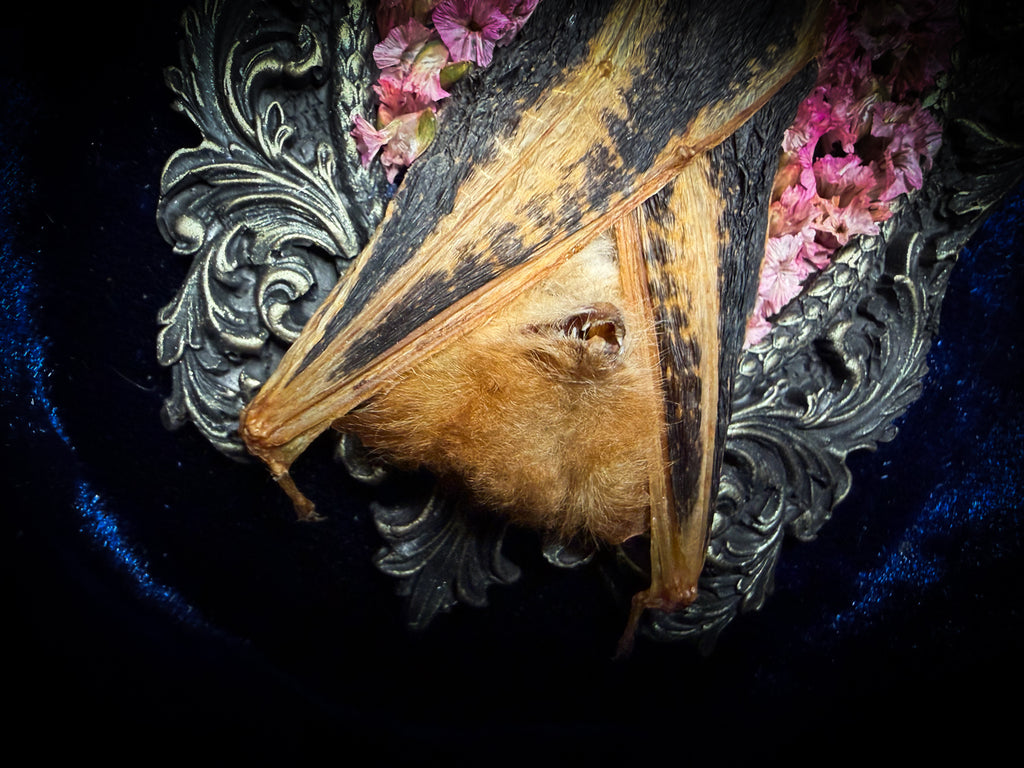 Floral Delight | Bats — handmade gothic wall decor with real preserved bat, bat skull, bone ribs, deep pink preserved flowers on navy velvet in aged hand-cast ornamental frame with glass, 25x19cm