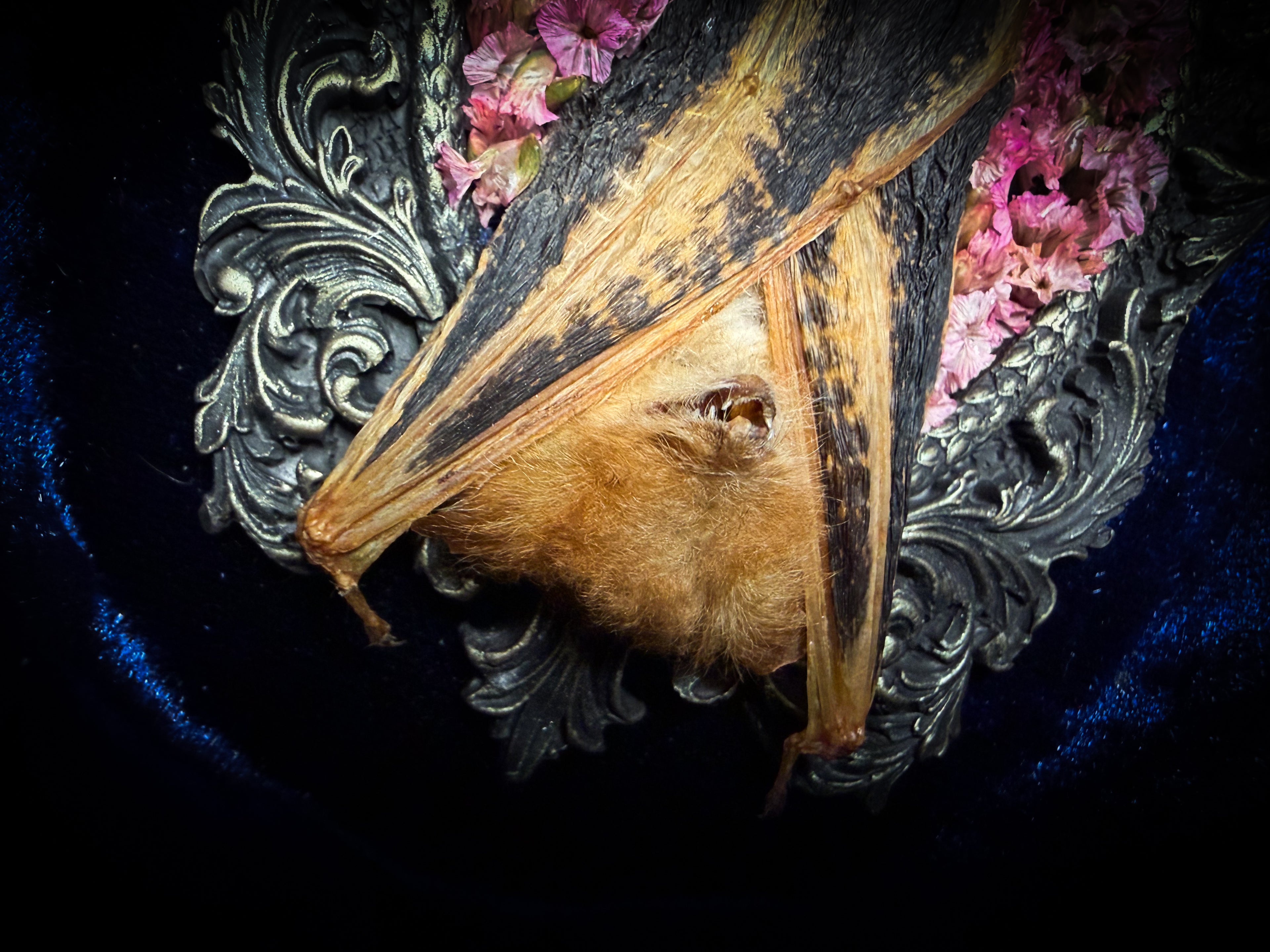 Floral Delight | Bats — handmade gothic wall decor with real preserved bat, bat skull, bone ribs, deep pink preserved flowers on navy velvet in aged hand-cast ornamental frame with glass, 25x19cm
