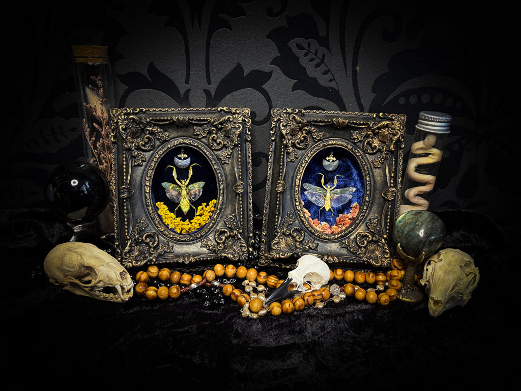 Mantis Twin Frames | Other Insects — handmade gothic wall decor with real preserved mantis pair, labradorite moons, preserved flowers in aged hand-painted vintage frames with metallic accents, 14.5x11.5cm each