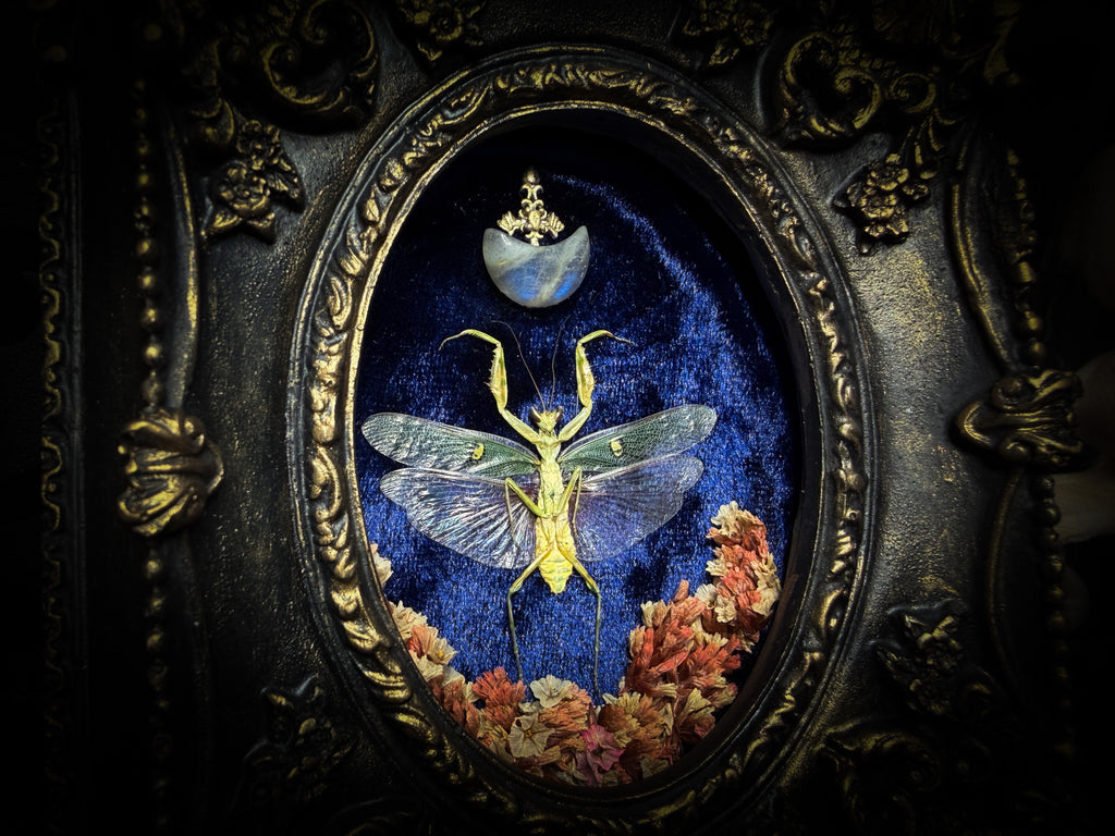 Mantis Twin Frames | Other Insects — handmade gothic wall decor with real preserved mantis pair, labradorite moons, preserved flowers in aged hand-painted vintage frames with metallic accents, 14.5x11.5cm each