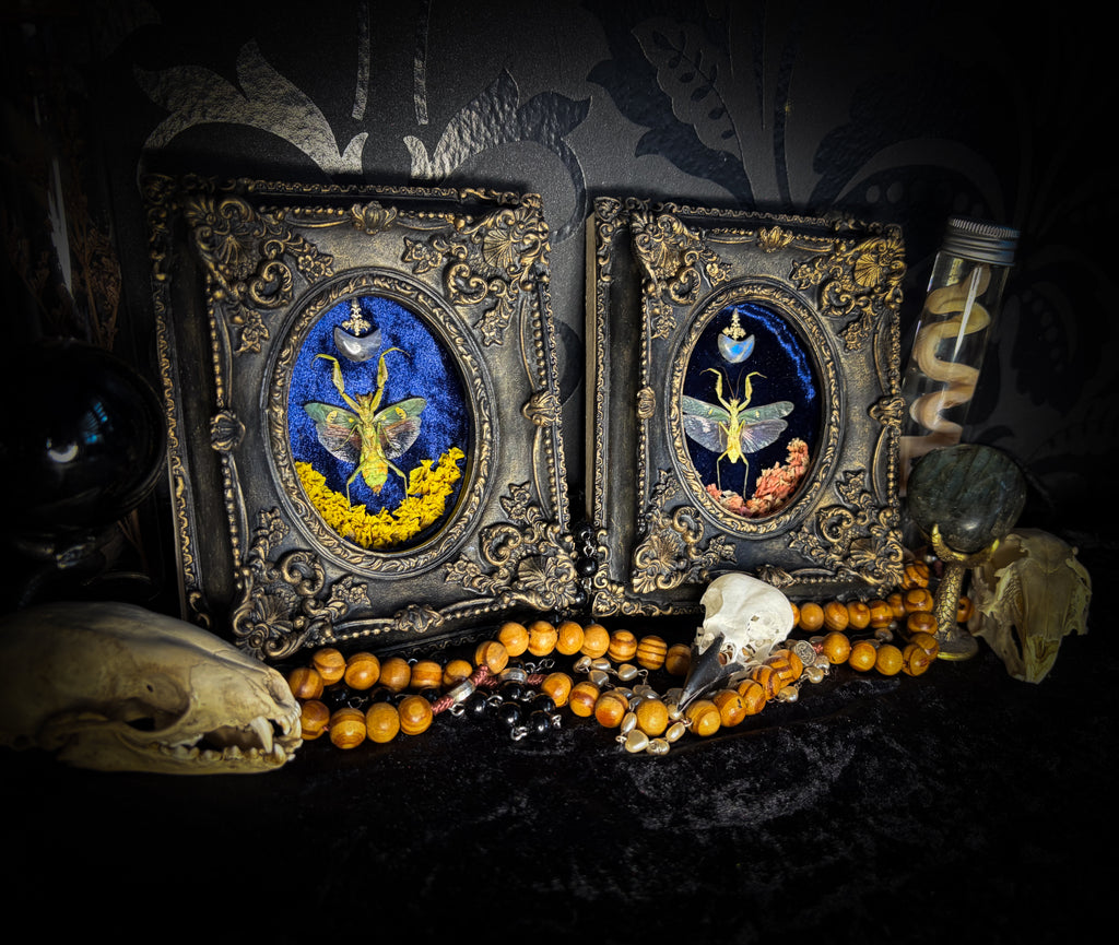 Mantis Twin Frames | Other Insects — handmade gothic wall decor with real preserved mantis pair, labradorite moons, preserved flowers in aged hand-painted vintage frames with metallic accents, 14.5x11.5cm each