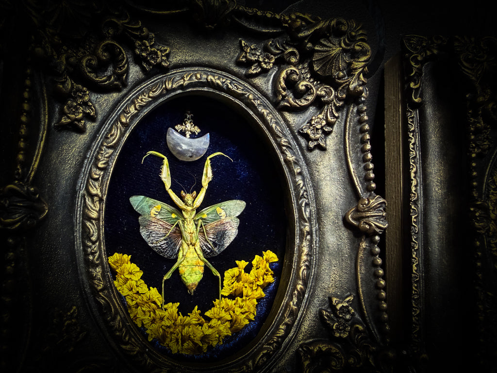 Mantis Twin Frames | Other Insects — handmade gothic wall decor with real preserved mantis pair, labradorite moons, preserved flowers in aged hand-painted vintage frames with metallic accents, 14.5x11.5cm each