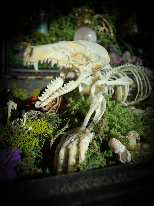 Peculiar Alchemist — one-of-a-kind handmade witchy fairycore reliquary in a hand-stained wooden cabinet with a mole skeleton, preserved hornet, rose quartz orb, turquoise, miniature books, moss and alchemical curiosities.