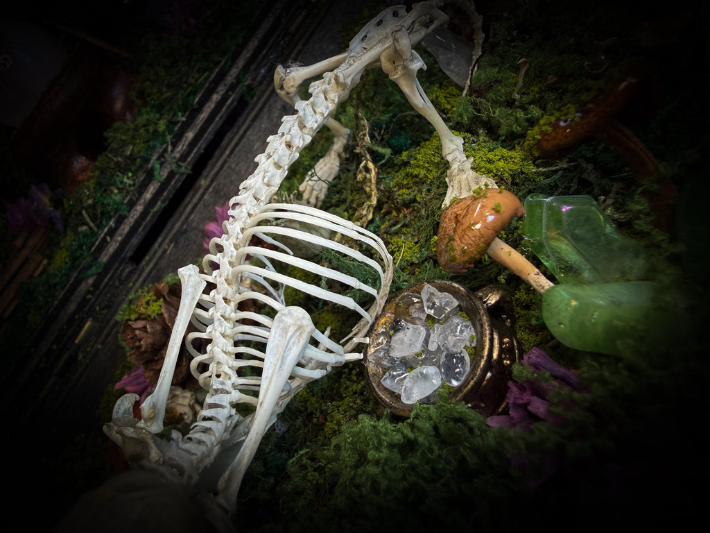 Peculiar Alchemist — one-of-a-kind handmade witchy fairycore reliquary in a hand-stained wooden cabinet with a mole skeleton, preserved hornet, rose quartz orb, turquoise, miniature books, moss and alchemical curiosities.