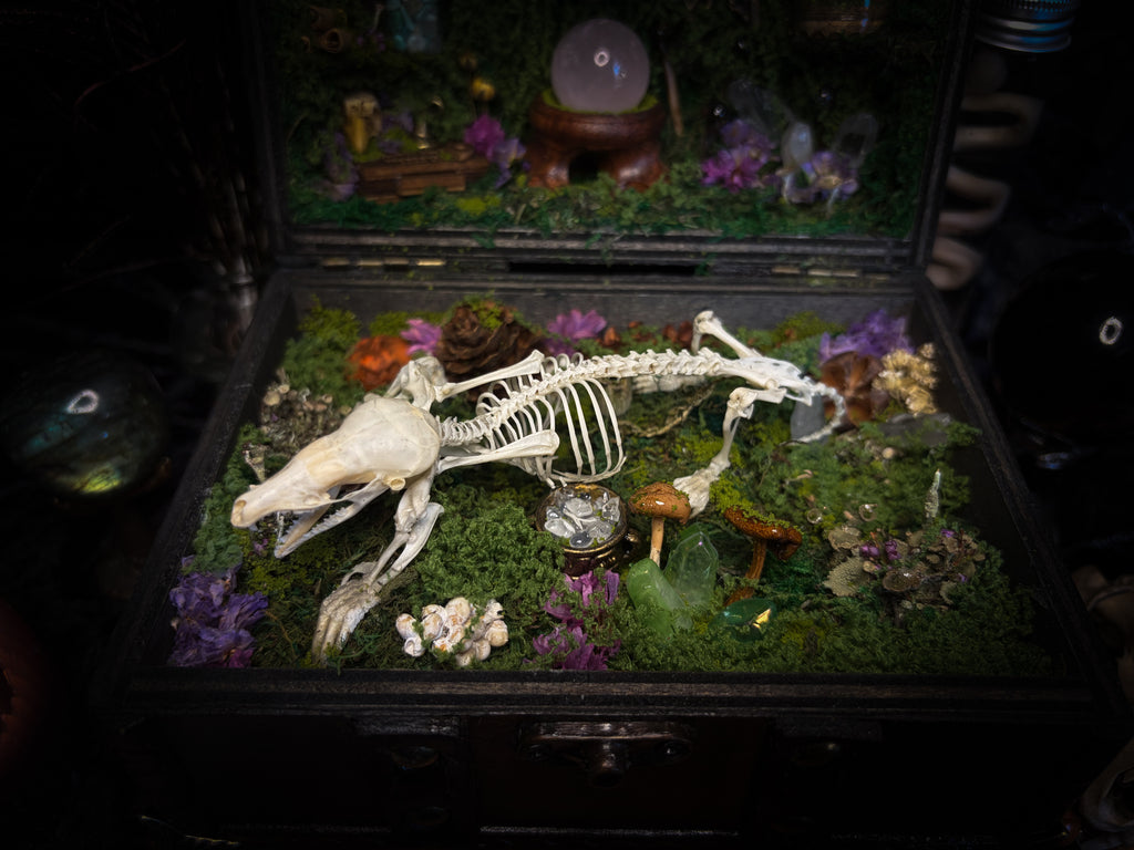 Peculiar Alchemist — one-of-a-kind handmade witchy fairycore reliquary in a hand-stained wooden cabinet with a mole skeleton, preserved hornet, rose quartz orb, turquoise, miniature books, moss and alchemical curiosities.