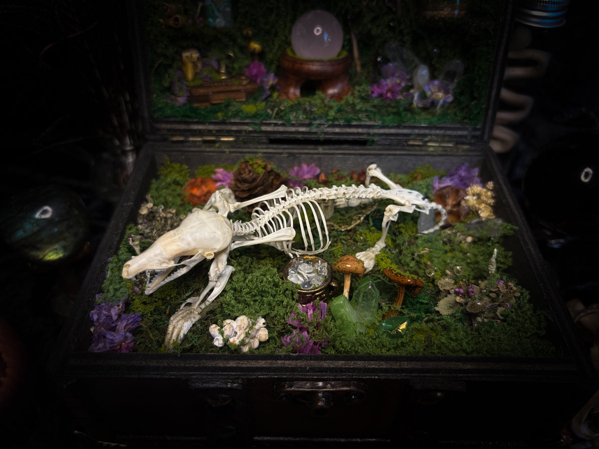 Peculiar Alchemist — one-of-a-kind handmade witchy fairycore reliquary in a hand-stained wooden cabinet with a mole skeleton, preserved hornet, rose quartz orb, turquoise, miniature books, moss and alchemical curiosities.