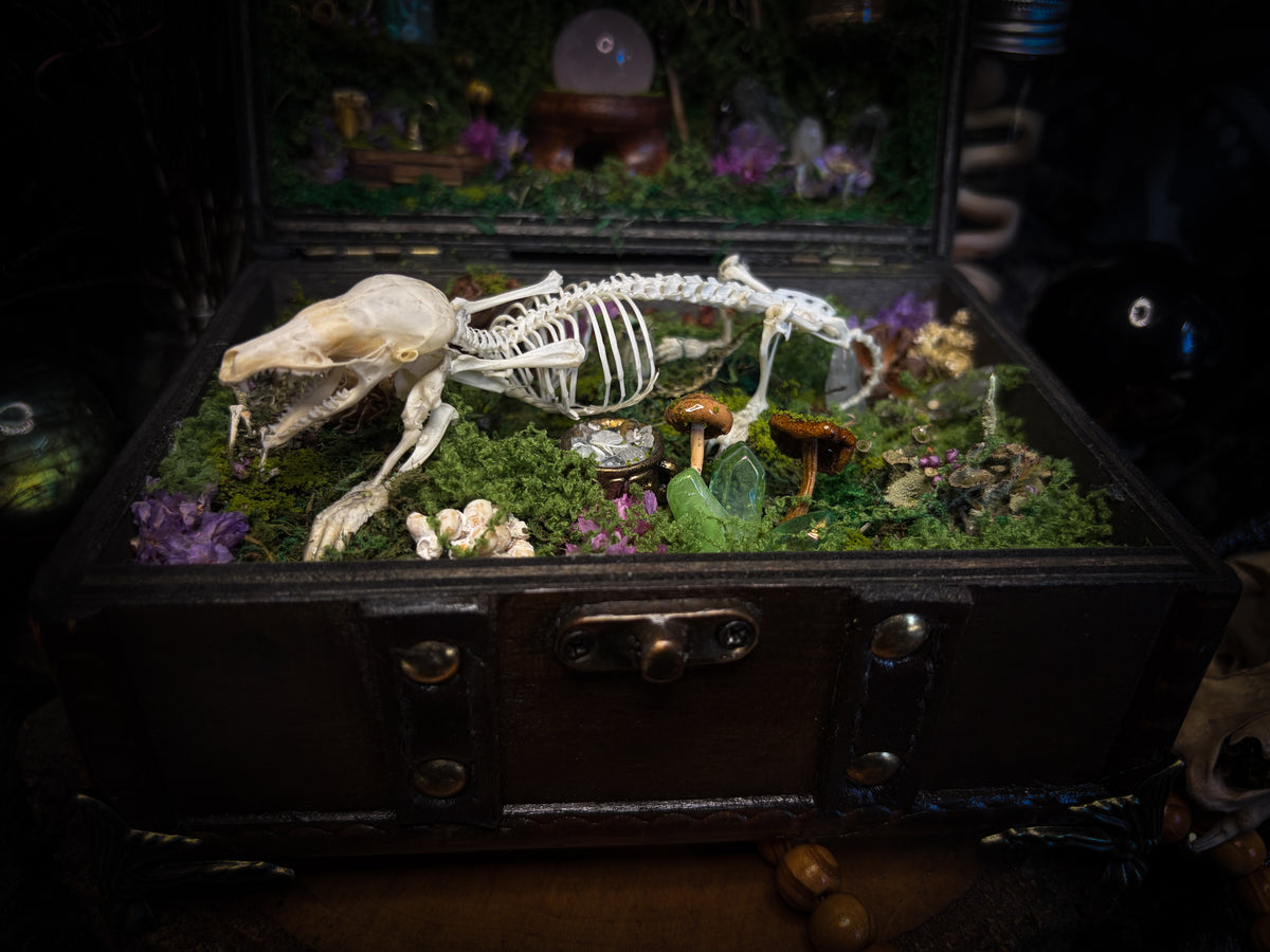 Peculiar Alchemist — one-of-a-kind handmade witchy fairycore reliquary in a hand-stained wooden cabinet with a mole skeleton, preserved hornet, rose quartz orb, turquoise, miniature books, moss and alchemical curiosities.
