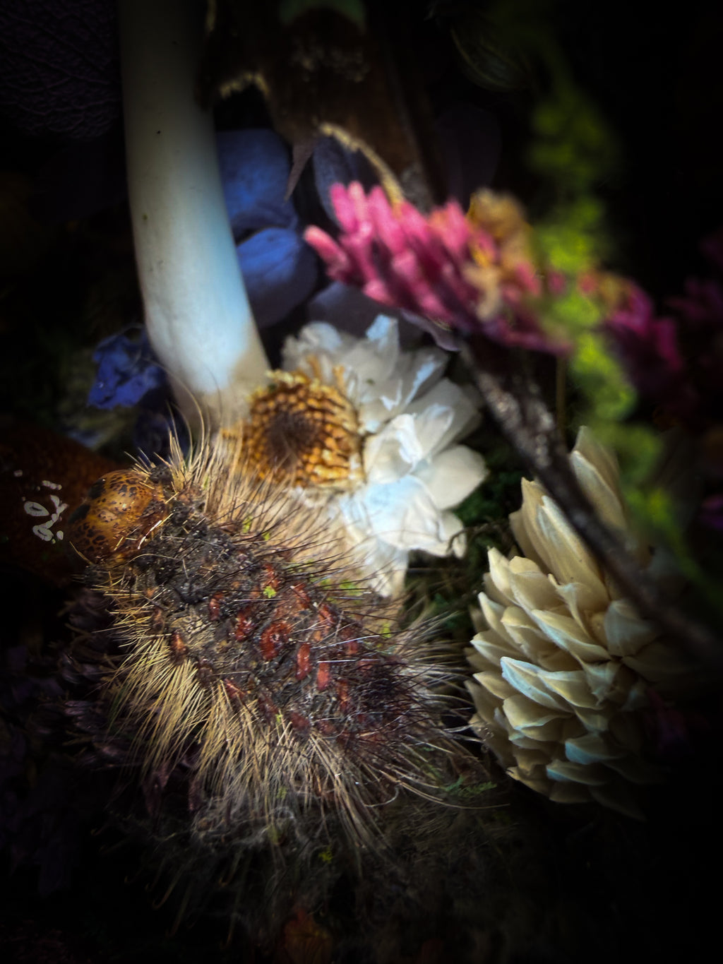 Dongterfly | Whimsical