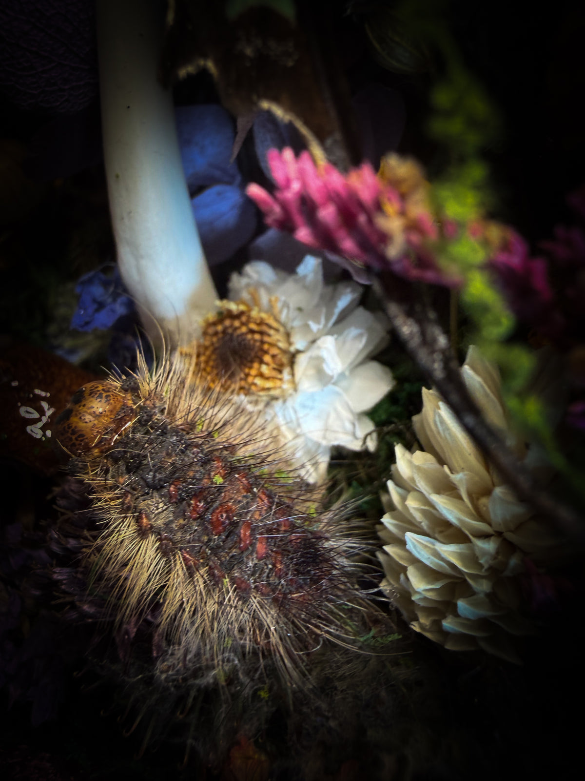 Dongterfly | Whimsical