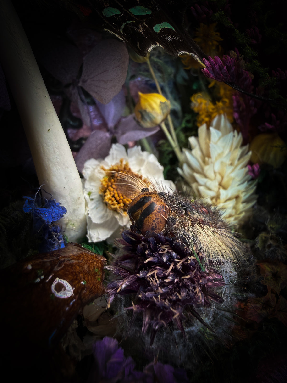 Dongterfly | Whimsical