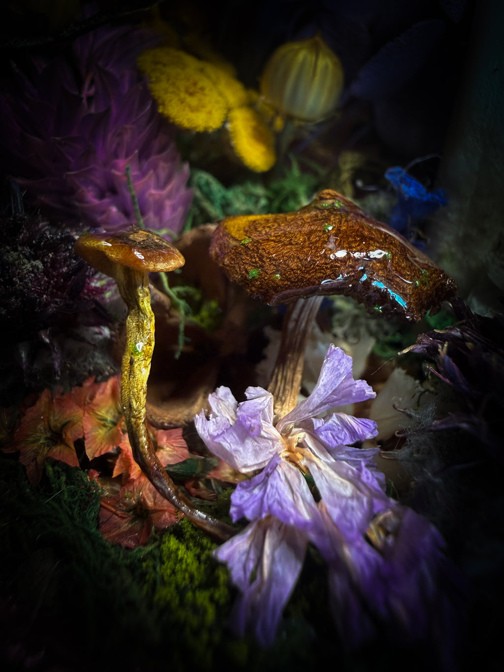 Dongterfly | Whimsical