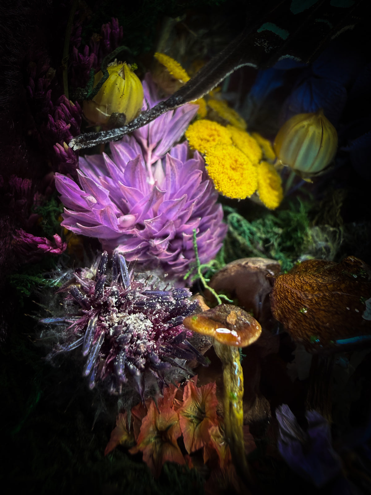 Dongterfly | Whimsical