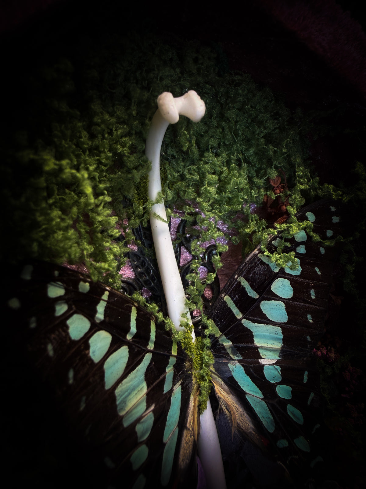 Dongterfly | Whimsical