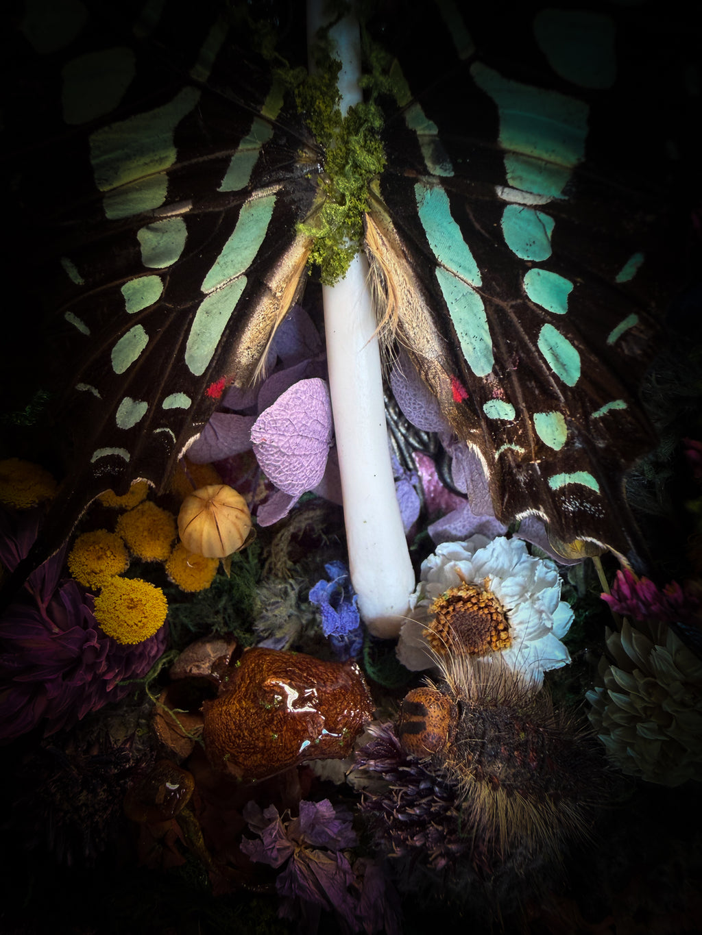 Dongterfly | Whimsical