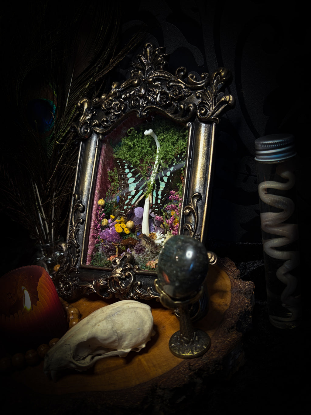 Dongterfly | Whimsical