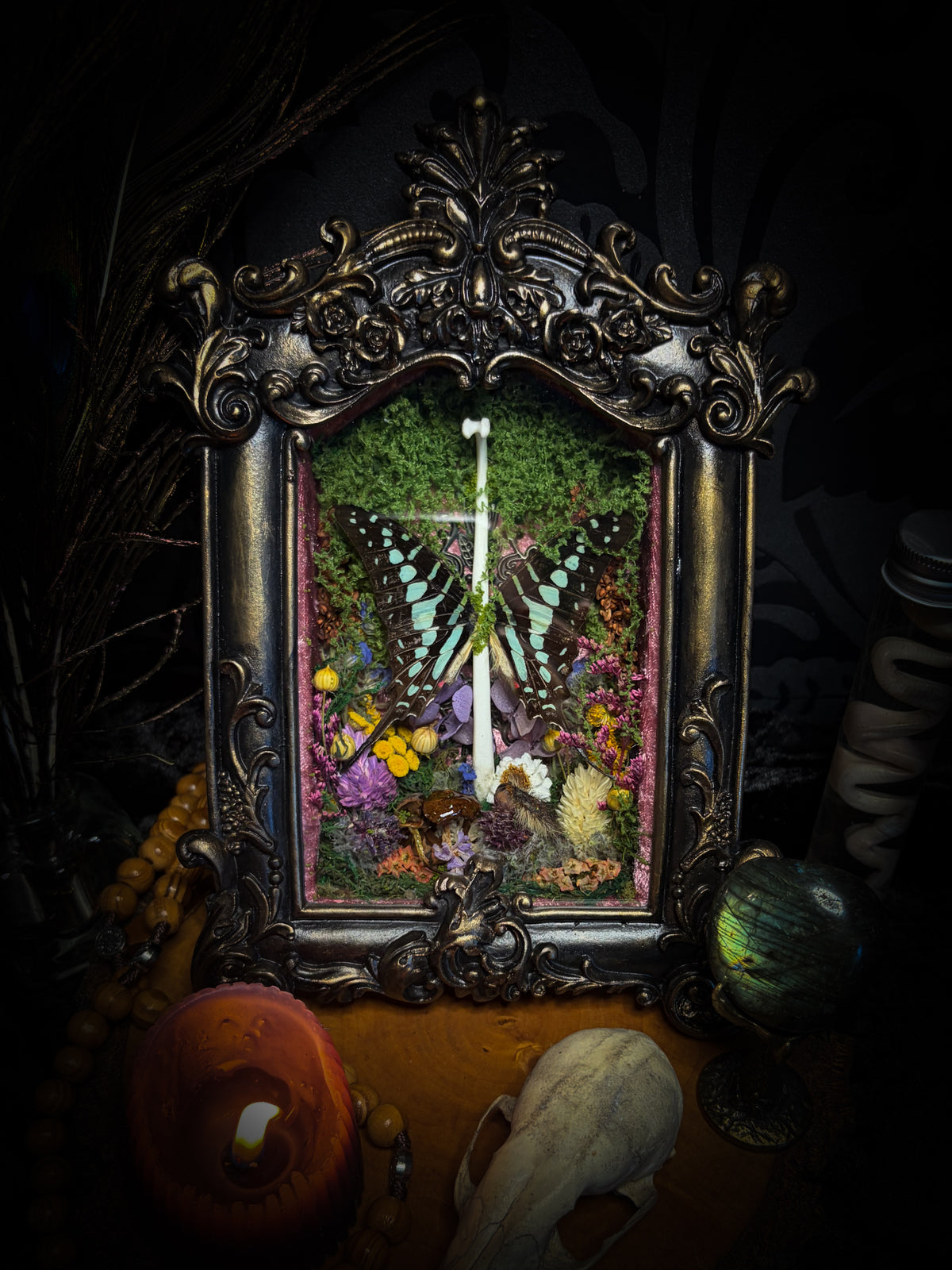 Dongterfly | Whimsical