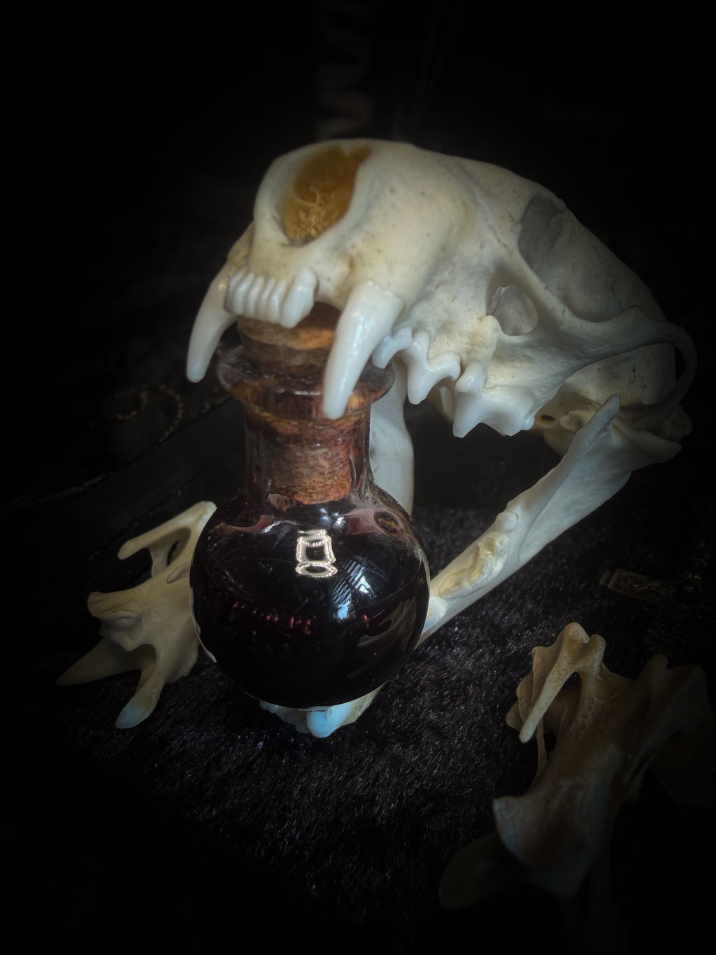The Last Sacrament gothic frame with a mink skull, “blood” vial, two bird vertebrae and three inverted crosses on black velvet.