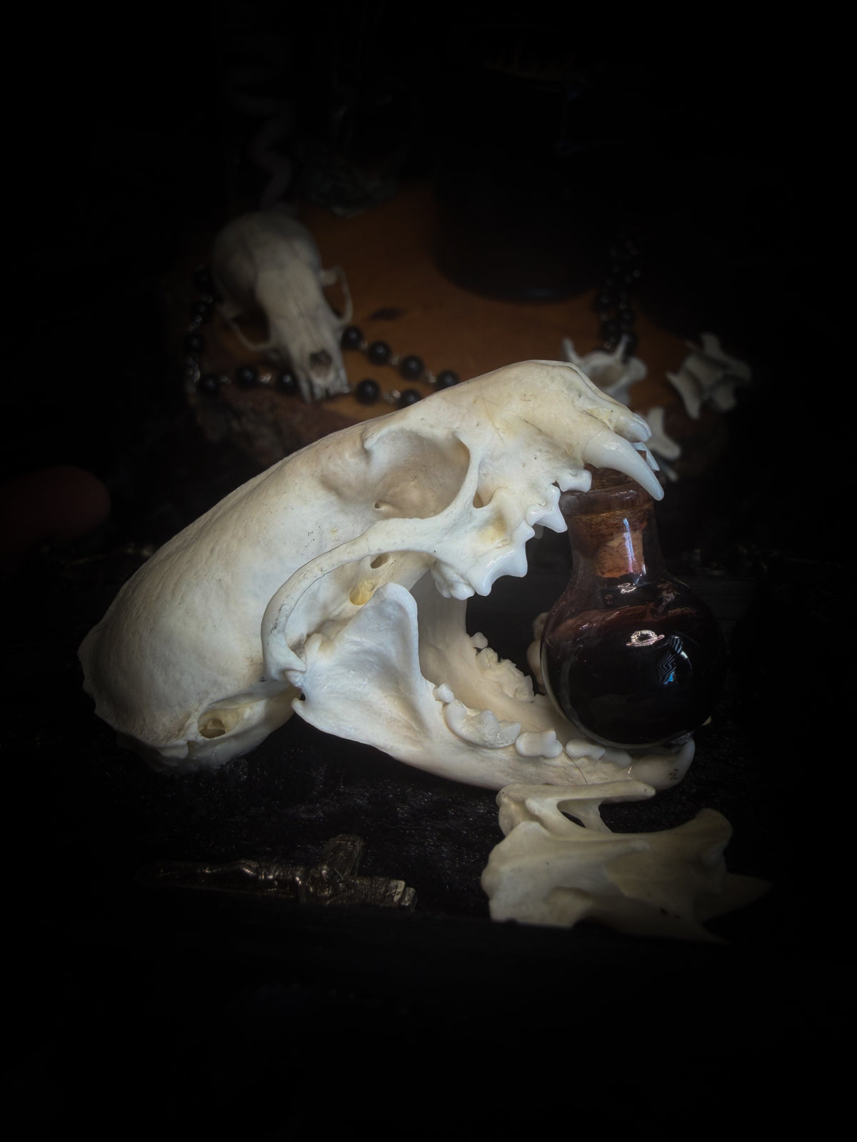 The Last Sacrament gothic frame with a mink skull, “blood” vial, two bird vertebrae and three inverted crosses on black velvet.