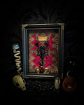 Venosa: preserved scorpion over a hand-cast painted cross on red velvet, with gold lace, hand-painted miniature skulls, books and a decorative blood vial in a dark shadowbox.