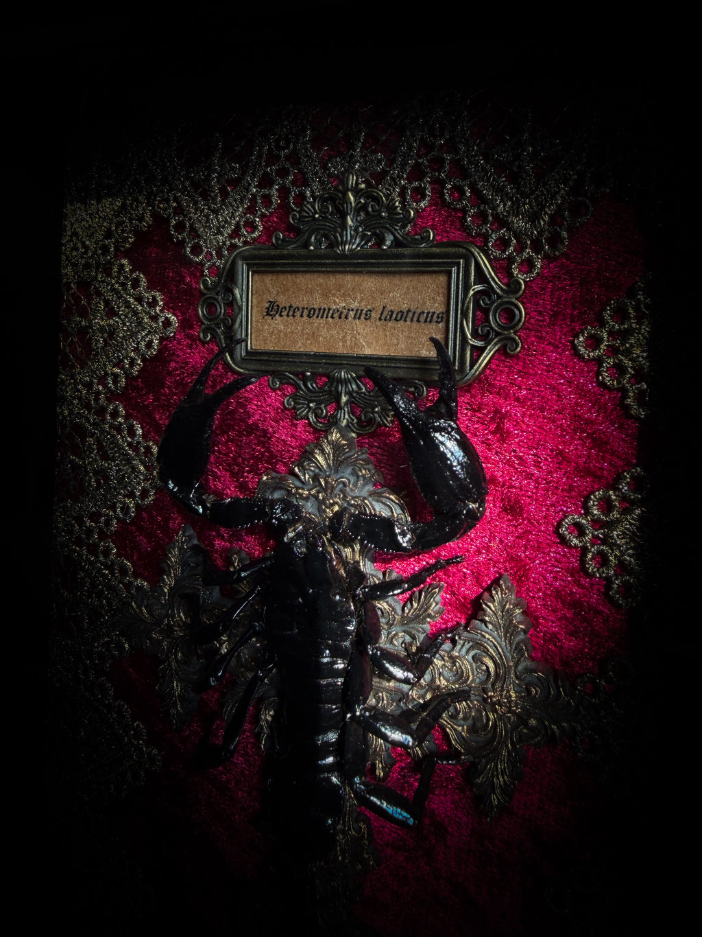 Venosa: preserved scorpion over a hand-cast painted cross on red velvet, with gold lace, hand-painted miniature skulls, books and a decorative blood vial in a dark shadowbox.