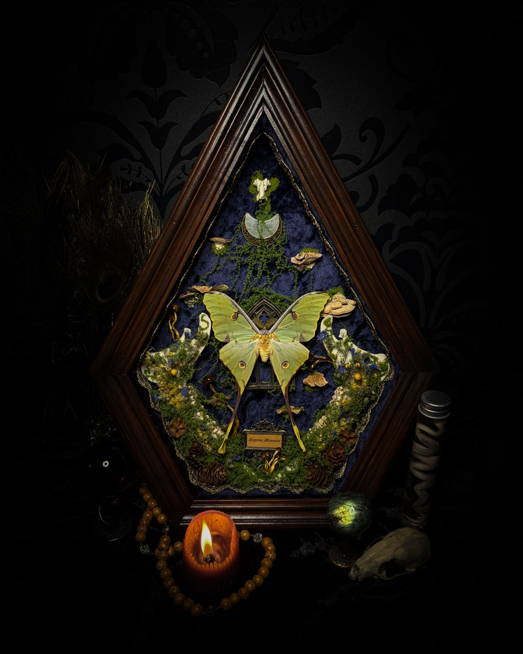 The Conservatory: Argema mimosae moth with moss-covered roe deer jaw halves, a quartz moon and a gilded gothic window on navy velvet in a handmade wooden shadowbox.