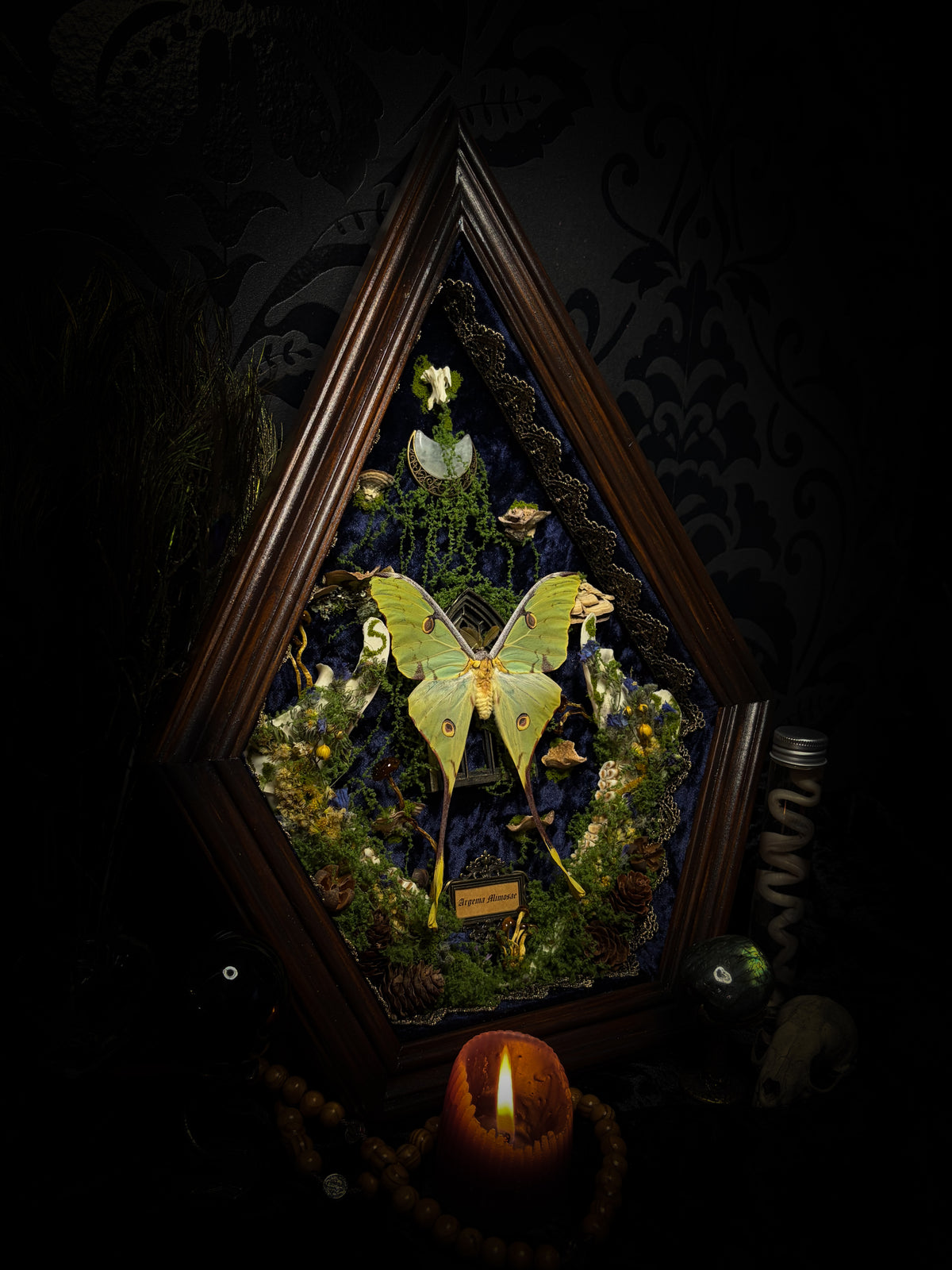 The Conservatory: Argema mimosae moth with moss-covered roe deer jaw halves, a quartz moon and a gilded gothic window on navy velvet in a handmade wooden shadowbox.