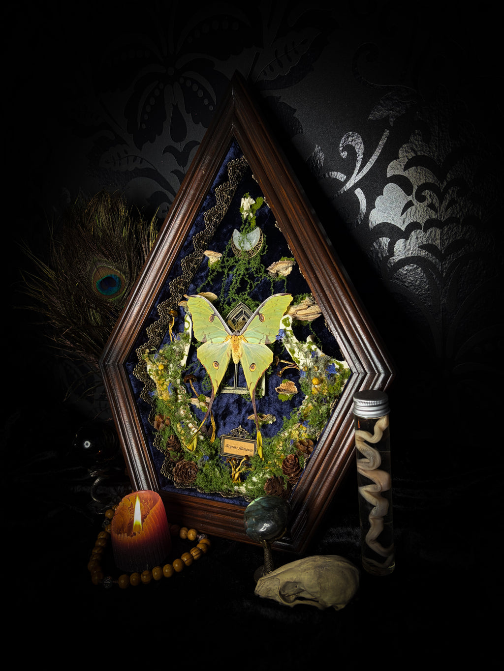 The Conservatory: Argema mimosae moth with moss-covered roe deer jaw halves, a quartz moon and a gilded gothic window on navy velvet in a handmade wooden shadowbox.