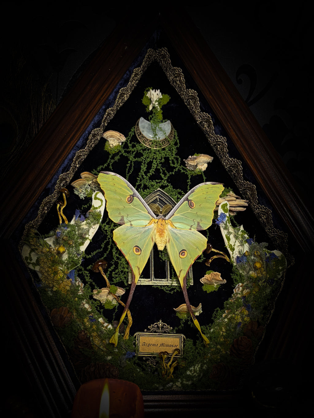 The Conservatory: Argema mimosae moth with moss-covered roe deer jaw halves, a quartz moon and a gilded gothic window on navy velvet in a handmade wooden shadowbox.
