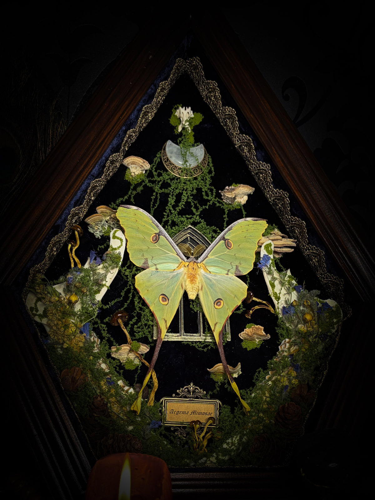 The Conservatory: Argema mimosae moth with moss-covered roe deer jaw halves, a quartz moon and a gilded gothic window on navy velvet in a handmade wooden shadowbox.