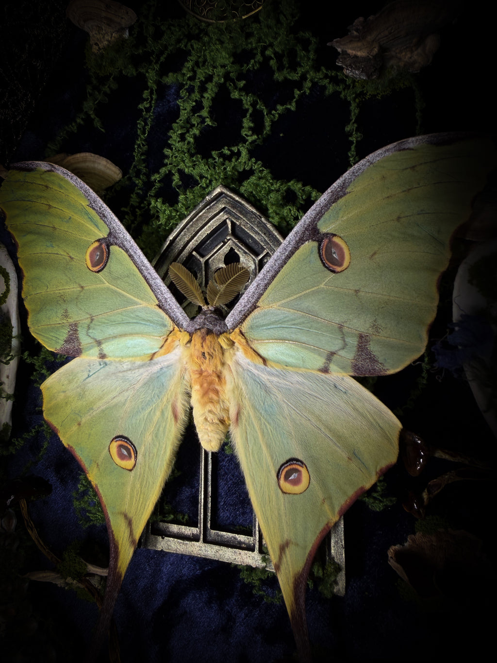 The Conservatory: Argema mimosae moth with moss-covered roe deer jaw halves, a quartz moon and a gilded gothic window on navy velvet in a handmade wooden shadowbox.
