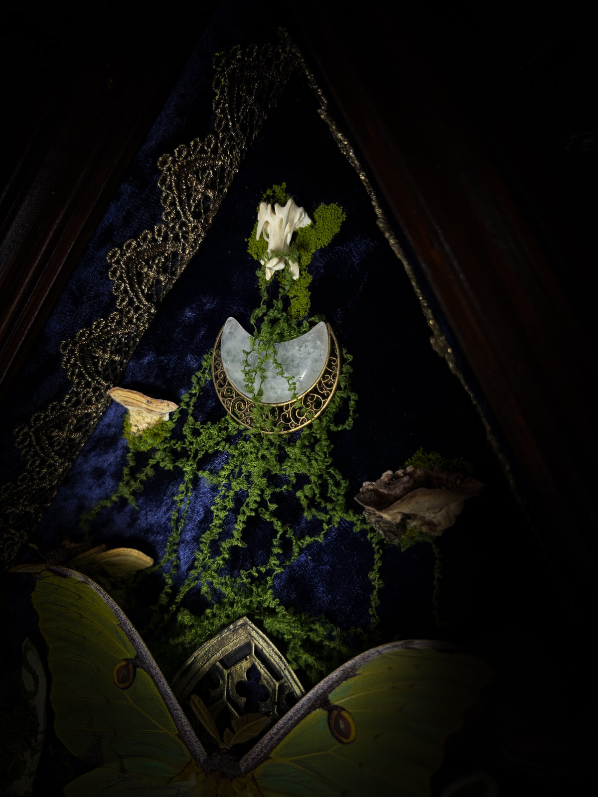 The Conservatory: Argema mimosae moth with moss-covered roe deer jaw halves, a quartz moon and a gilded gothic window on navy velvet in a handmade wooden shadowbox.