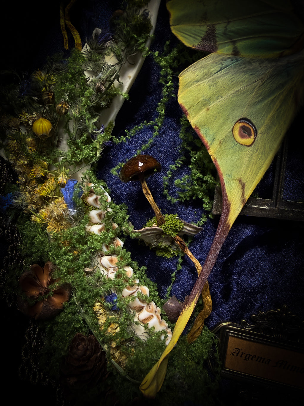 The Conservatory: Argema mimosae moth with moss-covered roe deer jaw halves, a quartz moon and a gilded gothic window on navy velvet in a handmade wooden shadowbox.