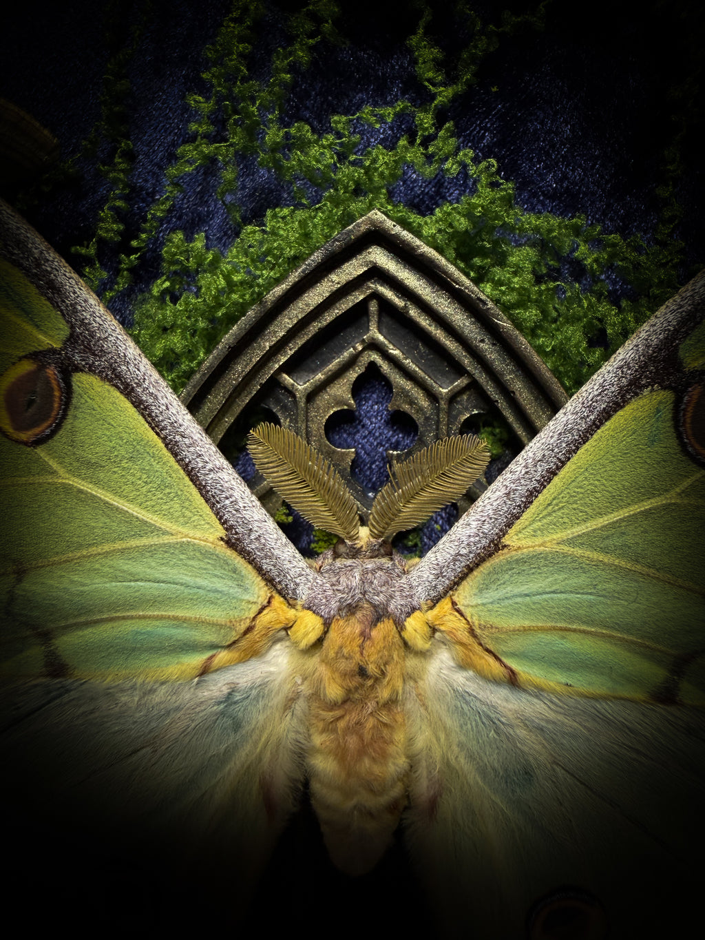 The Conservatory: Argema mimosae moth with moss-covered roe deer jaw halves, a quartz moon and a gilded gothic window on navy velvet in a handmade wooden shadowbox.