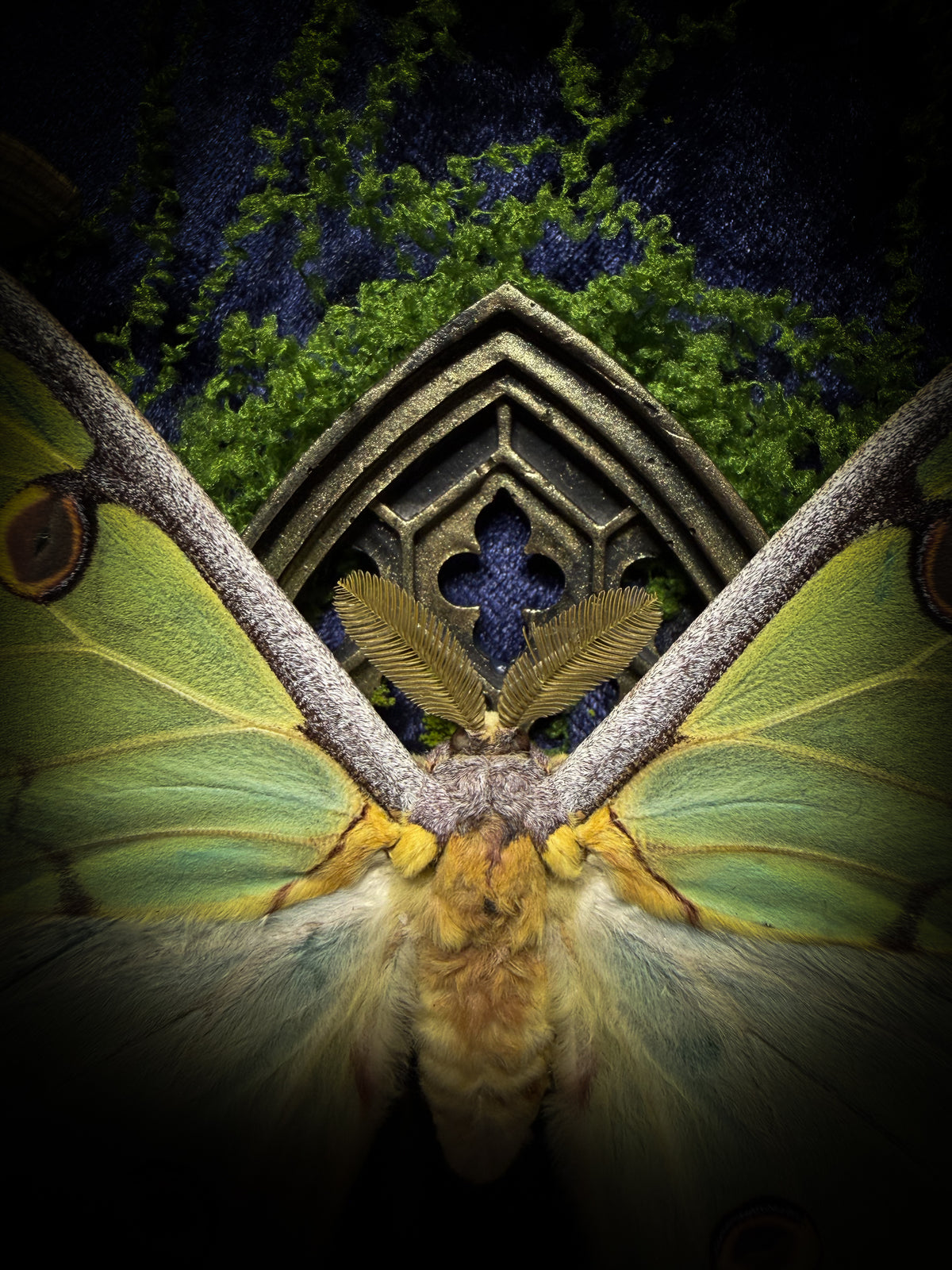 The Conservatory: Argema mimosae moth with moss-covered roe deer jaw halves, a quartz moon and a gilded gothic window on navy velvet in a handmade wooden shadowbox.
