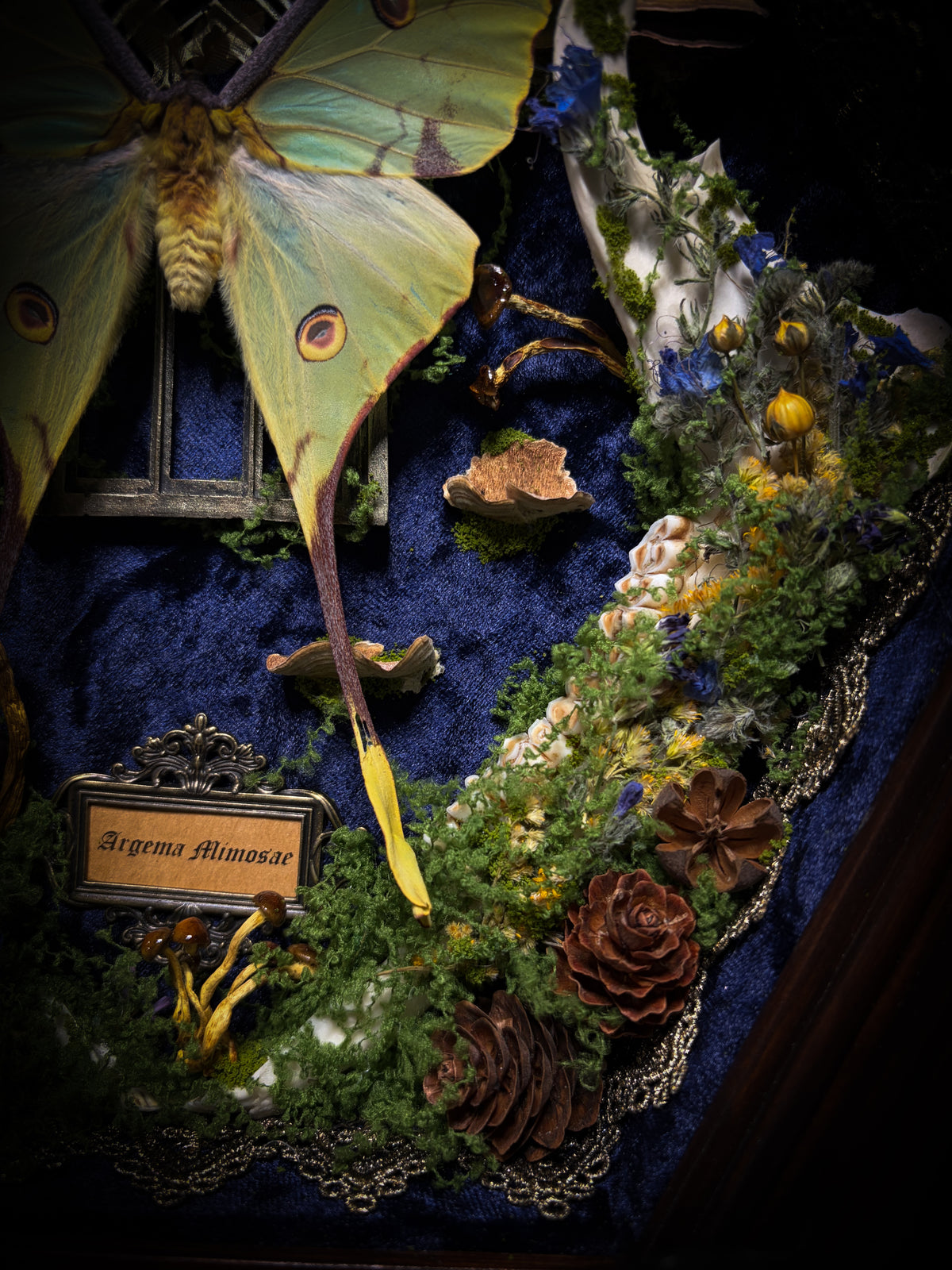 The Conservatory: Argema mimosae moth with moss-covered roe deer jaw halves, a quartz moon and a gilded gothic window on navy velvet in a handmade wooden shadowbox.