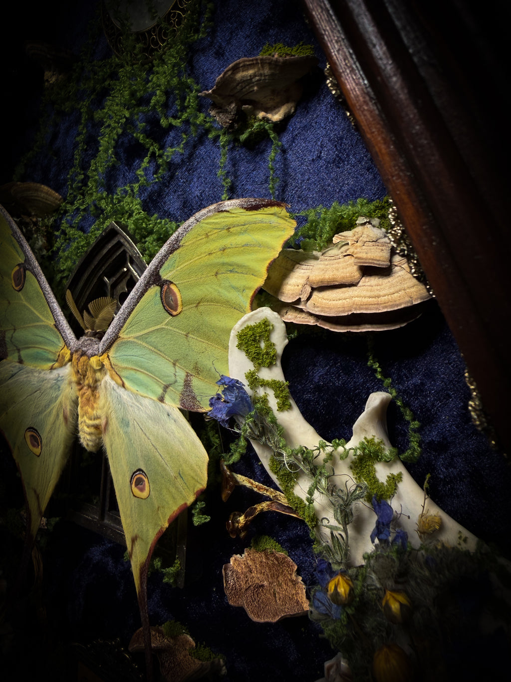 The Conservatory: Argema mimosae moth with moss-covered roe deer jaw halves, a quartz moon and a gilded gothic window on navy velvet in a handmade wooden shadowbox.
