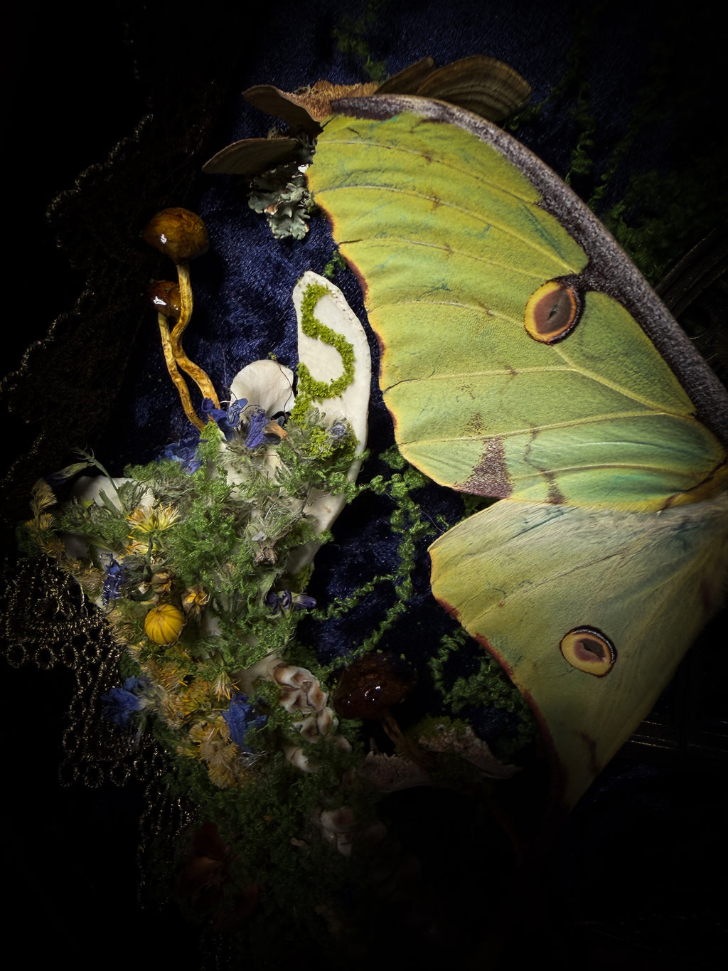 The Conservatory: Argema mimosae moth with moss-covered roe deer jaw halves, a quartz moon and a gilded gothic window on navy velvet in a handmade wooden shadowbox.