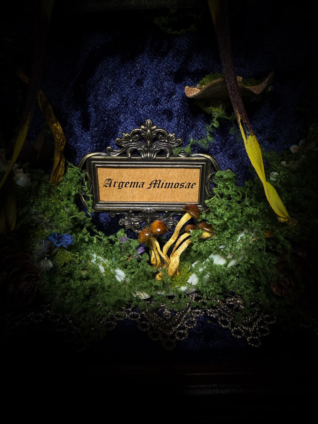The Conservatory: Argema mimosae moth with moss-covered roe deer jaw halves, a quartz moon and a gilded gothic window on navy velvet in a handmade wooden shadowbox.