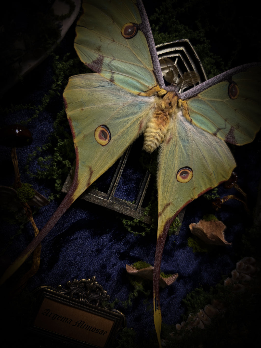 The Conservatory: Argema mimosae moth with moss-covered roe deer jaw halves, a quartz moon and a gilded gothic window on navy velvet in a handmade wooden shadowbox.