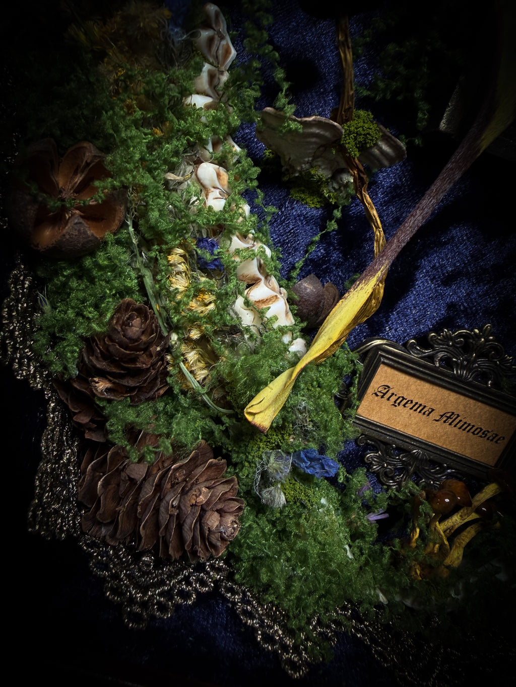 The Conservatory: Argema mimosae moth with moss-covered roe deer jaw halves, a quartz moon and a gilded gothic window on navy velvet in a handmade wooden shadowbox.