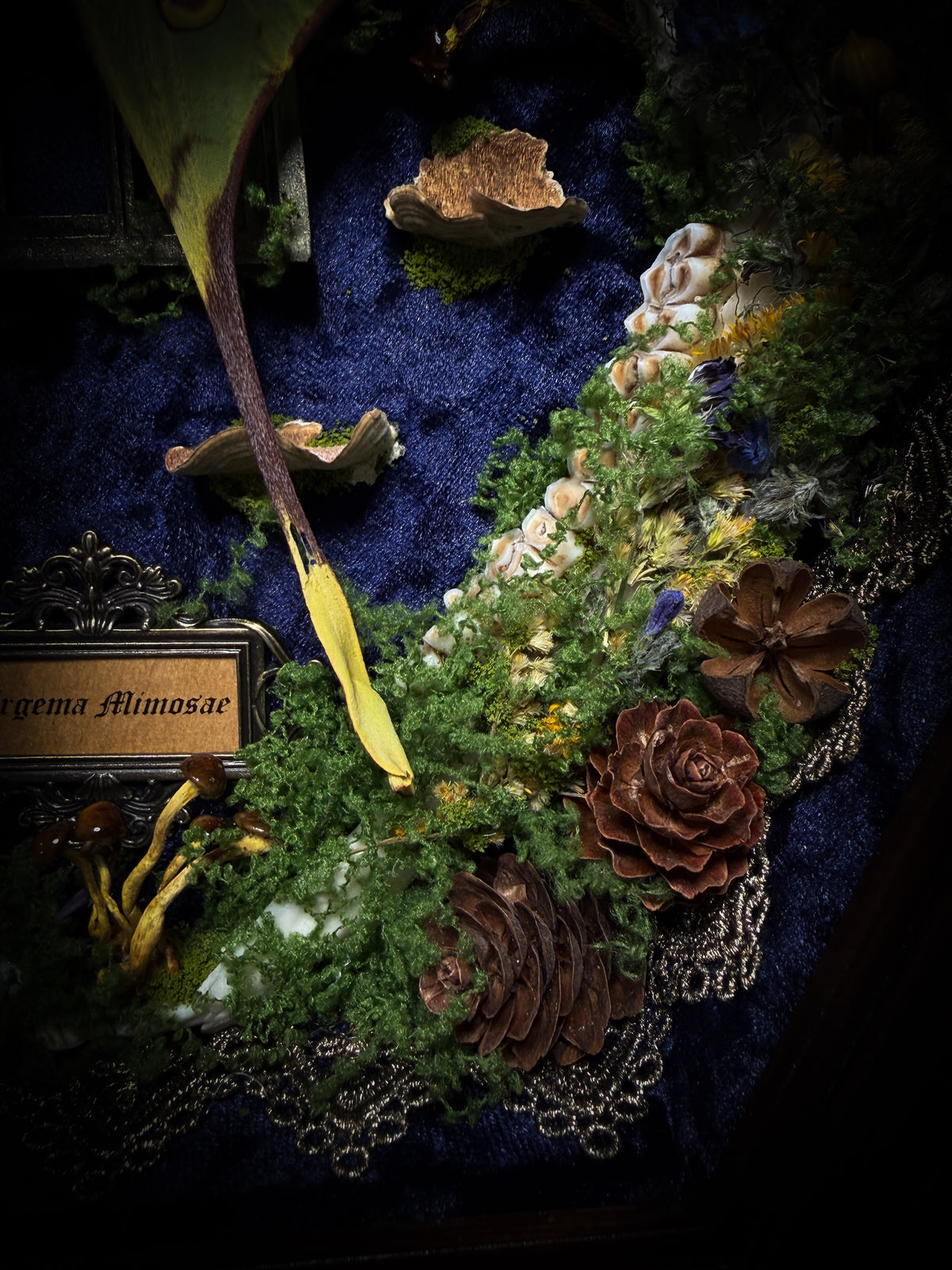 The Conservatory: Argema mimosae moth with moss-covered roe deer jaw halves, a quartz moon and a gilded gothic window on navy velvet in a handmade wooden shadowbox.