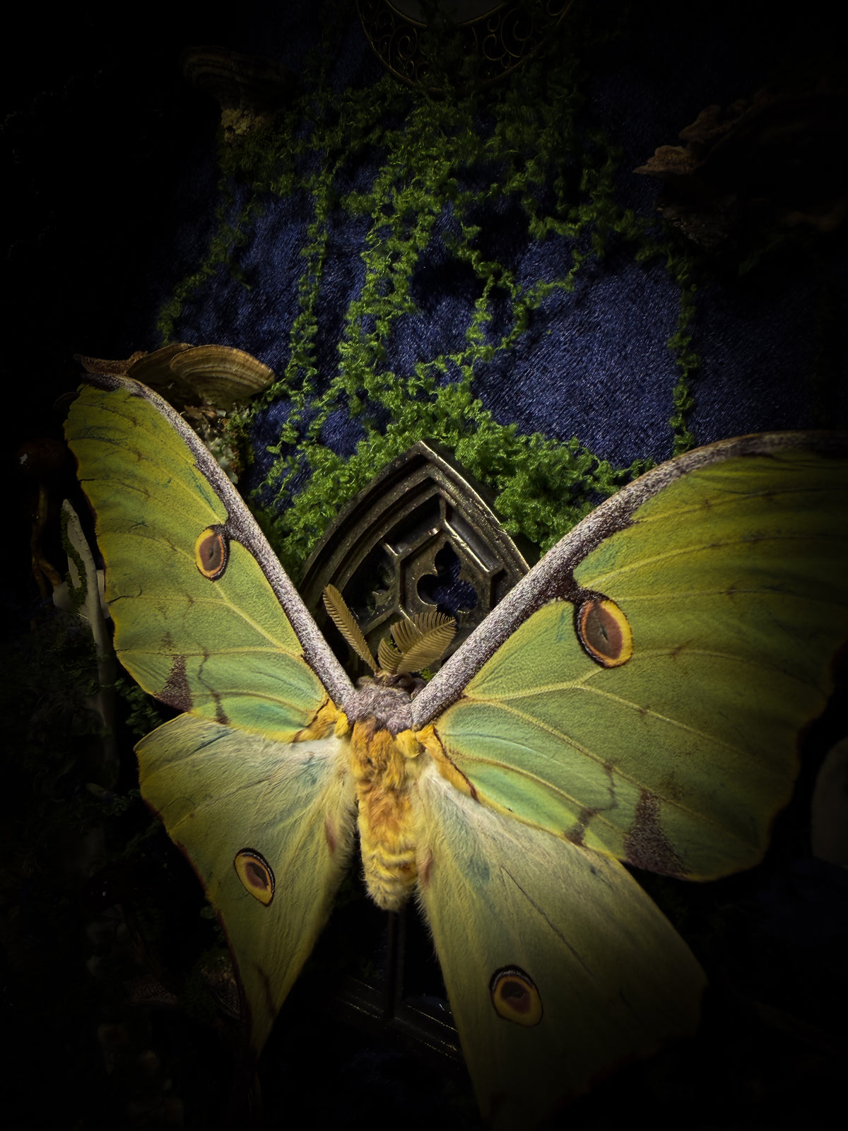 The Conservatory: Argema mimosae moth with moss-covered roe deer jaw halves, a quartz moon and a gilded gothic window on navy velvet in a handmade wooden shadowbox.