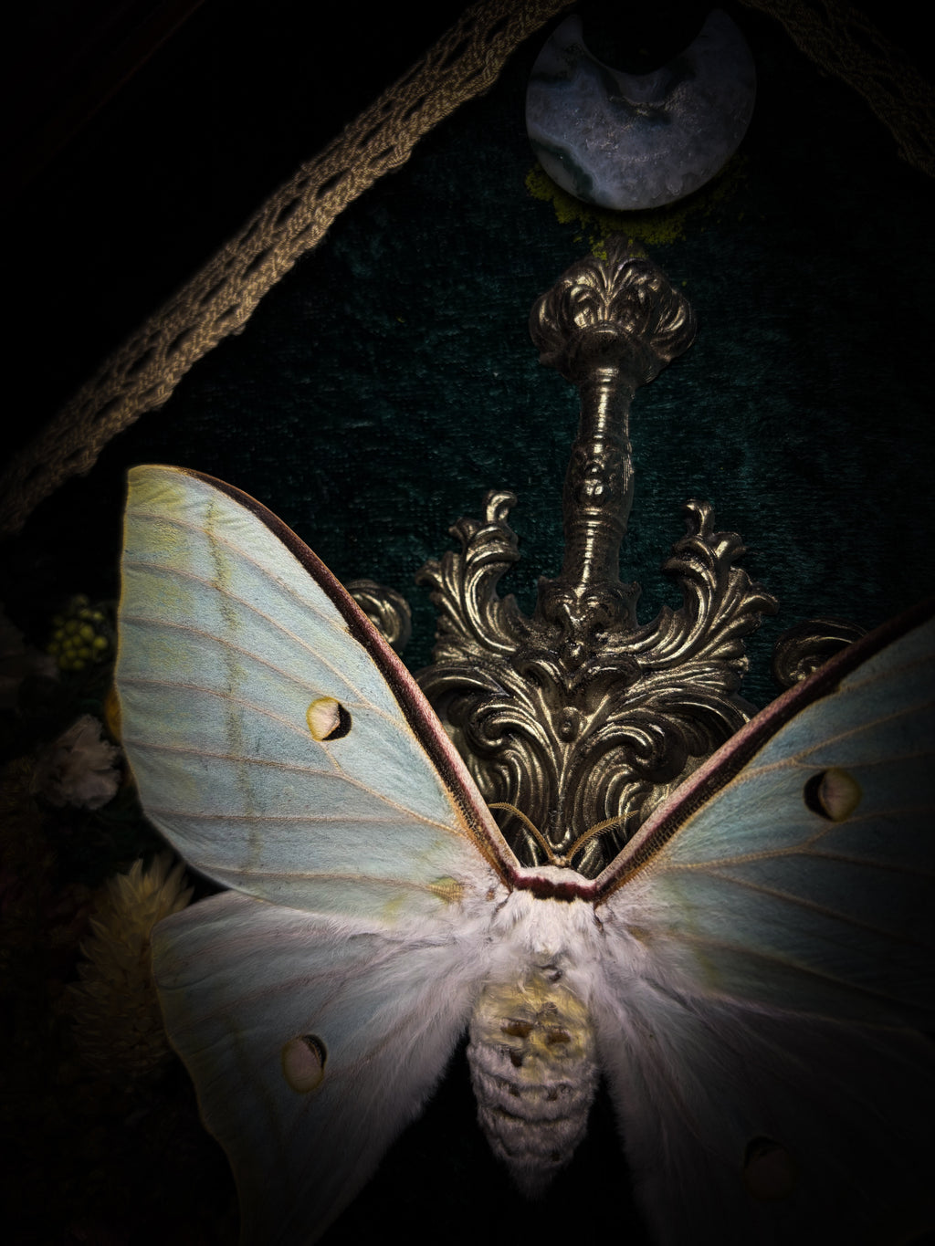 The Moonlit Gardener: Actias selene moth with an ornate sword, moss agate moon and dried flowers on green velvet in a handmade pointed wooden shadowbox.